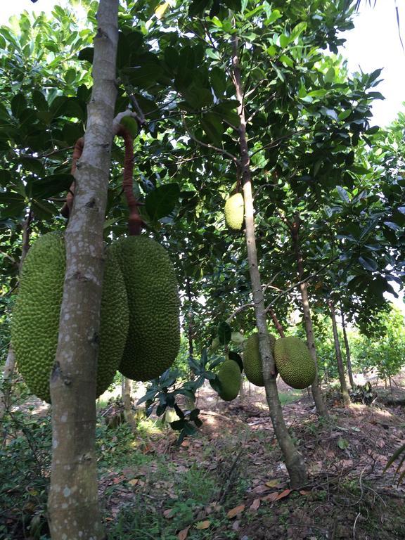 The Durian Lodge At Mekong Cai Be Δωμάτιο φωτογραφία